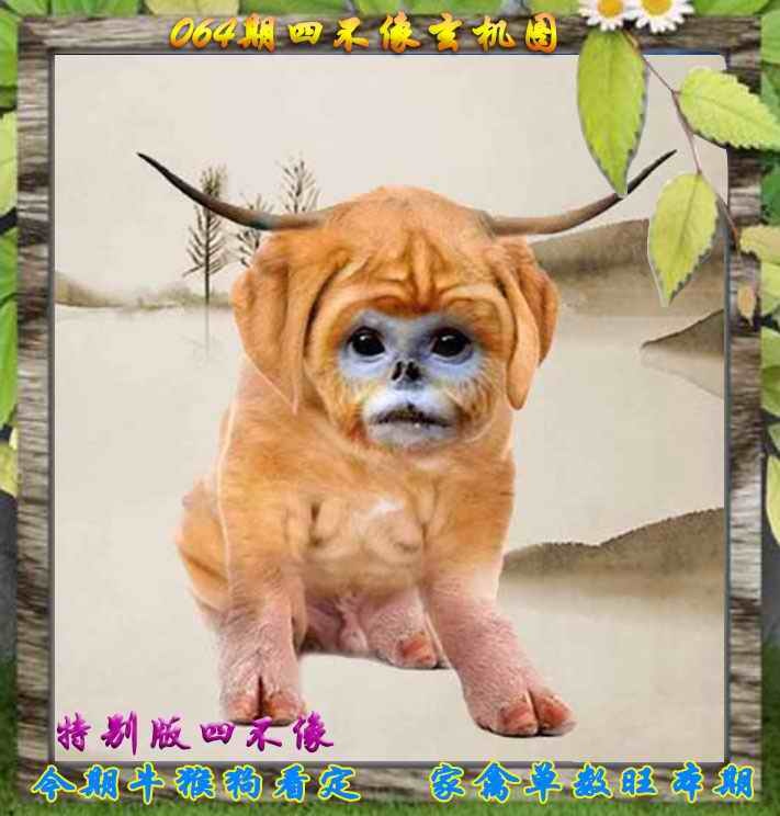 香港六合彩開獎結果：064期四不像特别版
