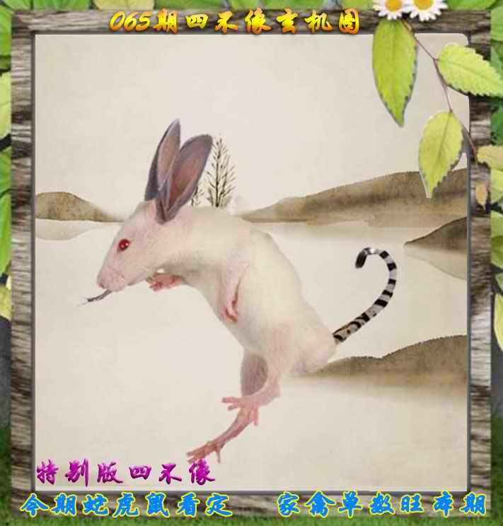 新澳彩精准特码导师：065期四不像特别版