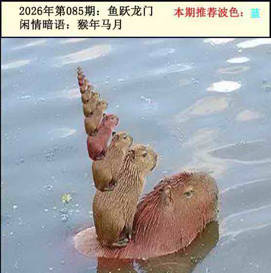 香港六合彩图纸：085期今日闲情2