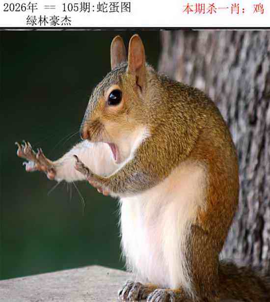 新澳门六合彩图库：105期正版蛇蛋图
